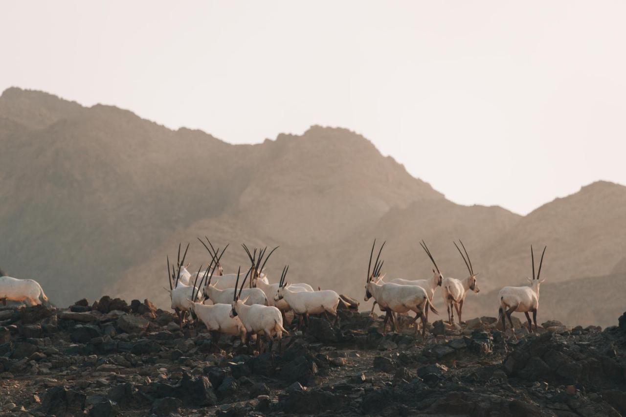Hatta Resorts Экстерьер фото